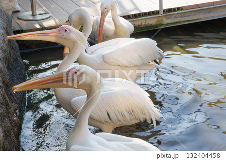 神戸どうぶつ王国のモモイロペリカン 神戸どうぶつ王国のモモイロペリカン 132404458