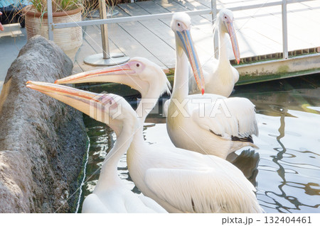 神戸どうぶつ王国のモモイロペリカン 132404461