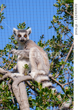 神戸どうぶつ王国のワオキツネザル 神戸どうぶつ王国のワオキツネザル 132404470
