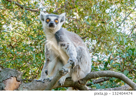 神戸どうぶつ王国のワオキツネザル 神戸どうぶつ王国のワオキツネザル 132404474