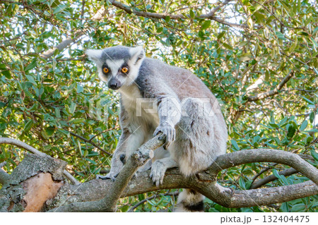 神戸どうぶつ王国のワオキツネザル 神戸どうぶつ王国のワオキツネザル 132404475