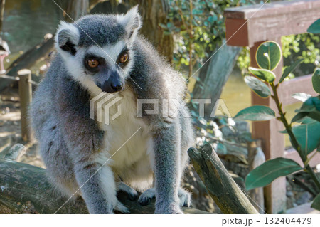 神戸どうぶつ王国のワオキツネザル 神戸どうぶつ王国のワオキツネザル 132404479
