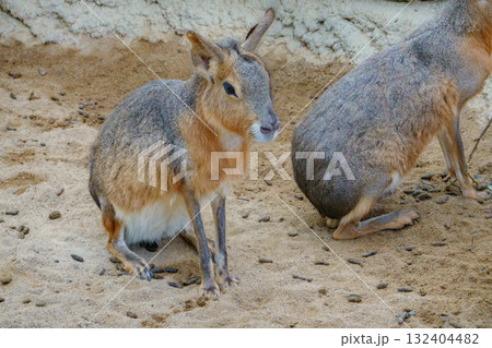 神戸どうぶつ王国のマーラ 132404482