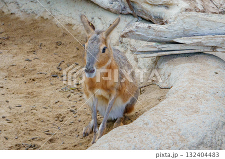 神戸どうぶつ王国のマーラ 132404483