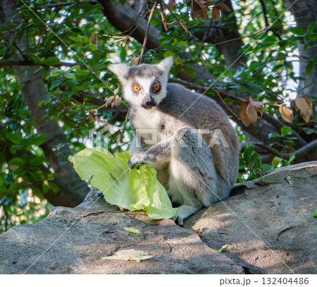 神戸どうぶつ王国のワオキツネザル 神戸どうぶつ王国のワオキツネザル 132404486