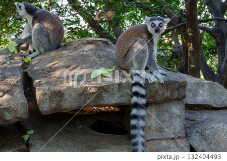 神戸どうぶつ王国のワオキツネザル 神戸どうぶつ王国のワオキツネザル 132404493