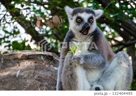 神戸どうぶつ王国のワオキツネザル 神戸どうぶつ王国のワオキツネザル 132404495