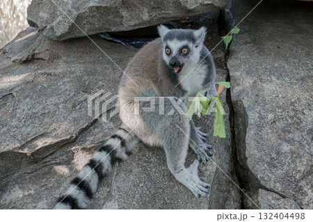 神戸どうぶつ王国のワオキツネザル 神戸どうぶつ王国のワオキツネザル 132404498