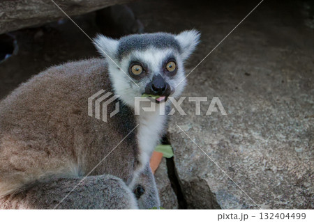 神戸どうぶつ王国のワオキツネザル 神戸どうぶつ王国のワオキツネザル 132404499