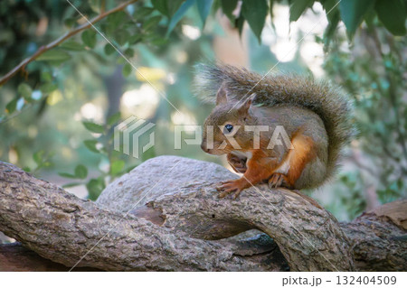 神戸どうぶつ王国のリス（ホンドリス） 132404509