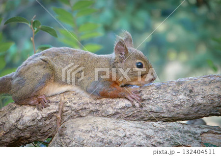 神戸どうぶつ王国のリス(ホンドリス) 神戸どうぶつ王国のリス(ホンドリス) 132404511