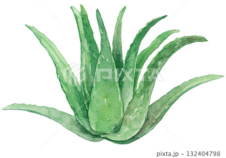 大きなアロエの株 132404798