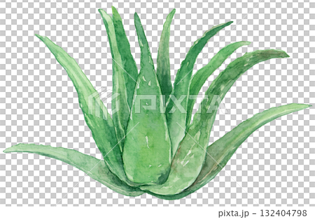 大きなアロエの株 132404798