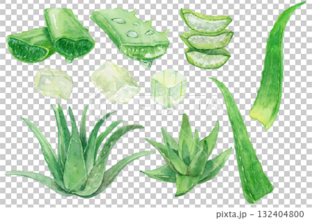 Watercolor aloe vera collection Watercolor aloe vera collection 132404800