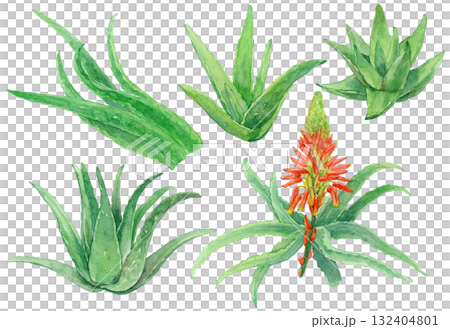 Aloe leaves, stems, and flowers watercolor illustrations Aloe leaves, stems, and flowers watercolor illustrations 132404801