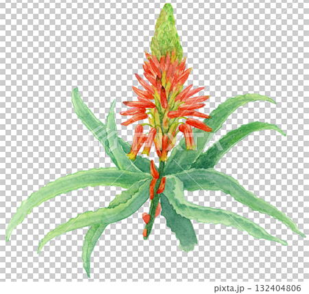 Aloe flowers and leaves watercolor illustration Aloe flowers and leaves watercolor illustration 132404806