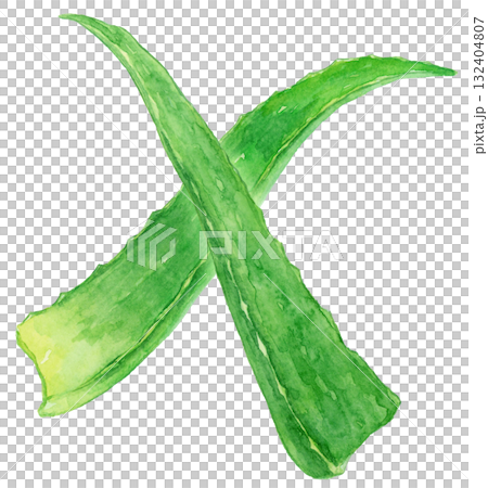 交差するアロエの葉 水彩イラスト 交差するアロエの葉 水彩イラスト 132404807