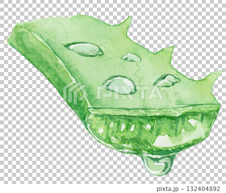 滴水的蘆薈葉的橫切面-水彩插圖 132404892