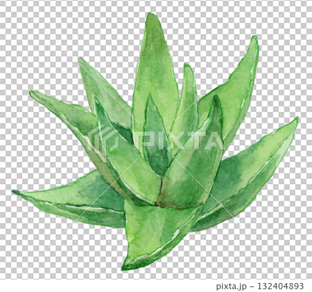 蘆薈植物畫水彩 蘆薈植物畫水彩 132404893