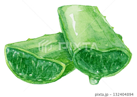 輪切りになり、交差するアロエの葉　水彩イラスト 132404894