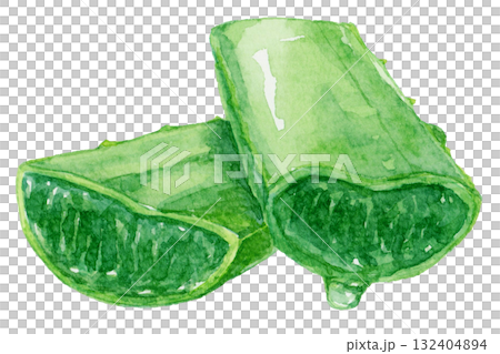 輪切りになり、交差するアロエの葉　水彩イラスト 132404894