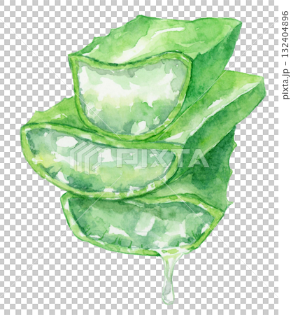 Watercolor cross section of an aloe leaf with water droplets 132404896