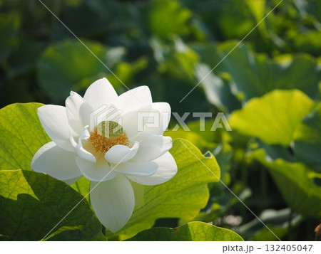 白い蓮の花 白い蓮の花 132405047