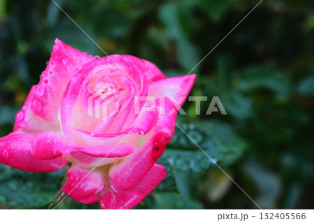 雨の降る日に美しいバラの花が咲いています 雨の降る日に美しいバラの花が咲いています 132405566