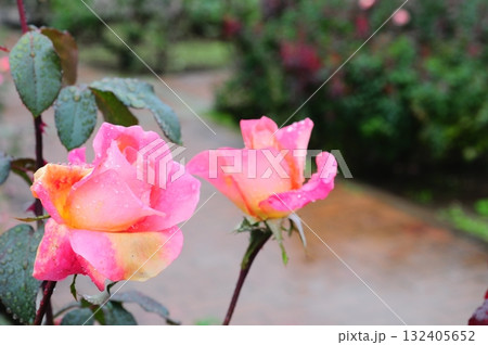 雨の降る日に美しいバラの花が咲いています 雨の降る日に美しいバラの花が咲いています 132405652