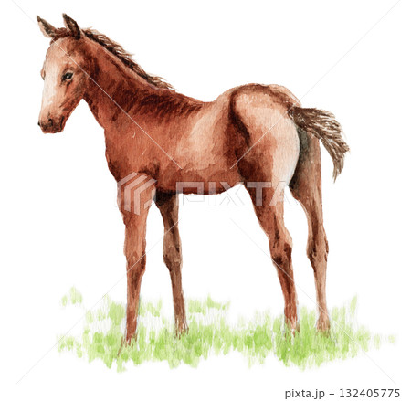 アナログ水彩仔馬 アナログ水彩仔馬 132405775