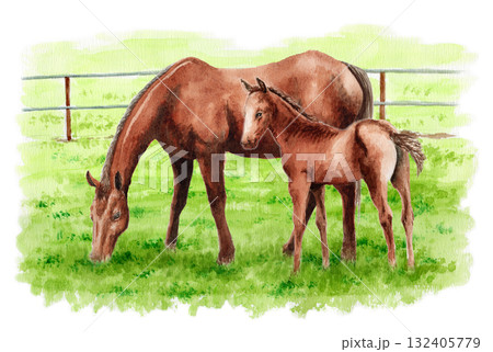 アナログ水彩画牧場にいる馬の親子 アナログ水彩画牧場にいる馬の親子 132405779