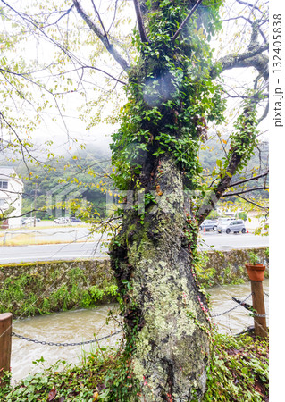 城崎温泉街　町並み風景 132405838