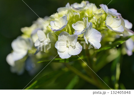 道端に咲く紫陽花　白い紫陽花　青い紫陽花　ピンク色に染まる紫陽花　可愛い紫陽花 132405848