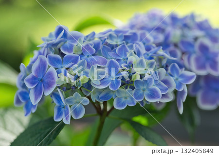 道端に咲く紫陽花　白い紫陽花　青い紫陽花　ピンク色に染まる紫陽花　可愛い紫陽花 132405849