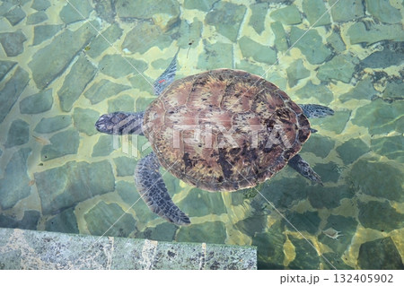 水中を泳ぐウミガメ 132405902