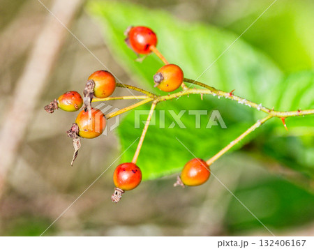 ミヤコノイバラ 132406167