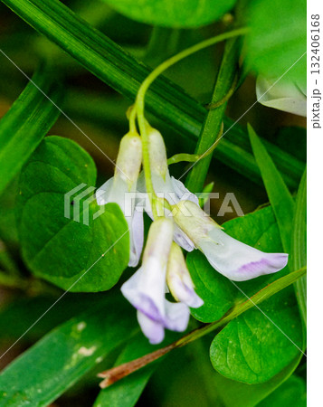 マメ科ヤブマメの花 マメ科ヤブマメの花 132406168