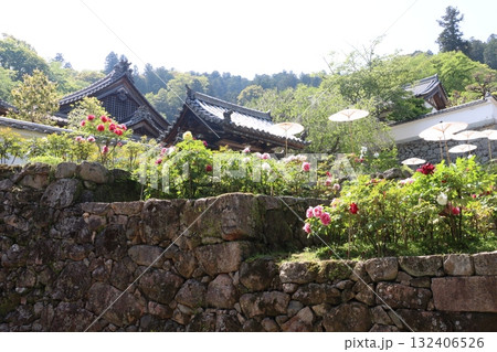 寺院と牡丹桜 132406526