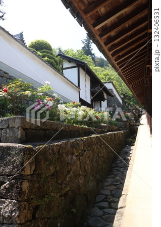 寺院と牡丹桜 寺院と牡丹桜 132406531