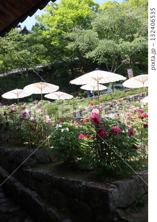 寺院と牡丹桜 132406535