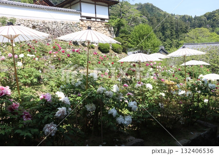 寺院と牡丹桜 132406536