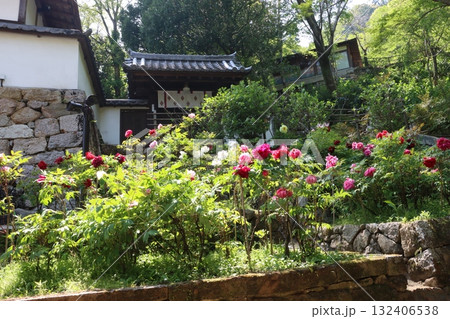 寺院と牡丹桜 132406538
