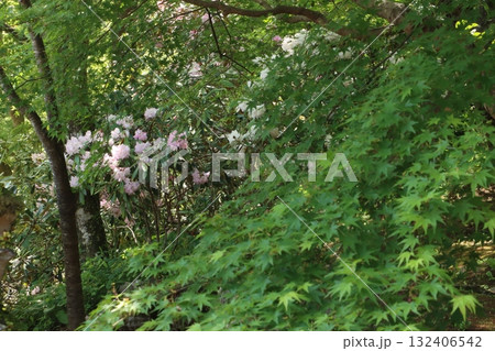 寺院とシャクヤク 132406542