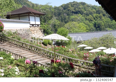 寺院と牡丹桜 132406547