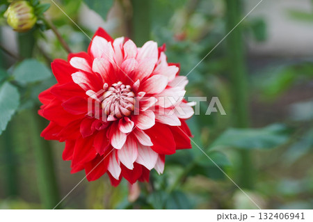 馬見丘陵のダリア 馬見丘陵のダリア 132406941