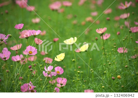 馬見丘陵のコスモス 132406942