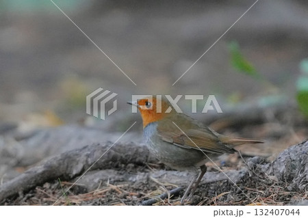 地面に降りたコマドリ 132407044