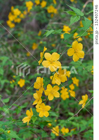 ヤマブキ 132407246