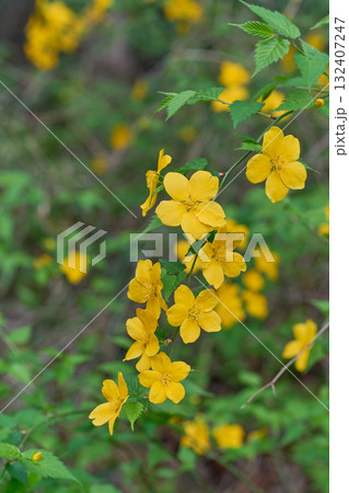 ヤマブキ 132407247
