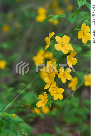 ヤマブキ 132407248